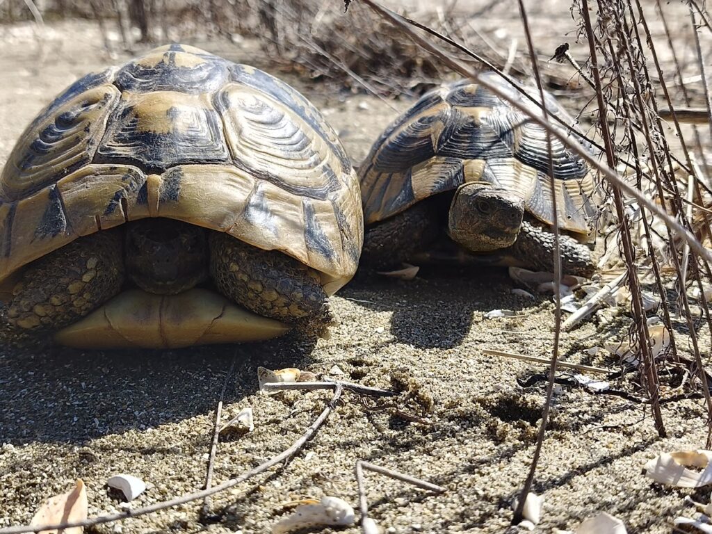 Zelki na plaza Prespansko Ezero