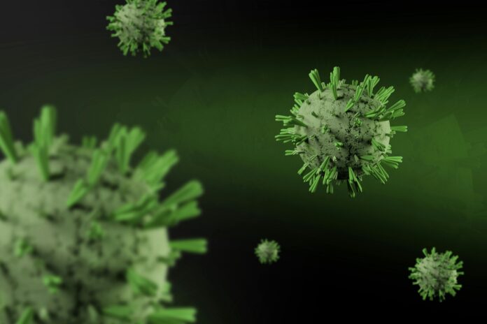 hantavirus