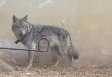 volk-kozle-zoo-