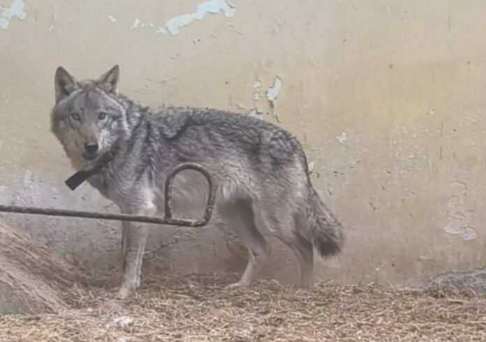 volk-kozle-zoo-21 volk-kozle-zoo-