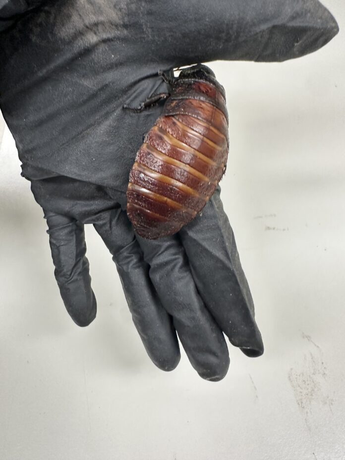 Madagascar Hissing Cockroach , photo by DCCEEW