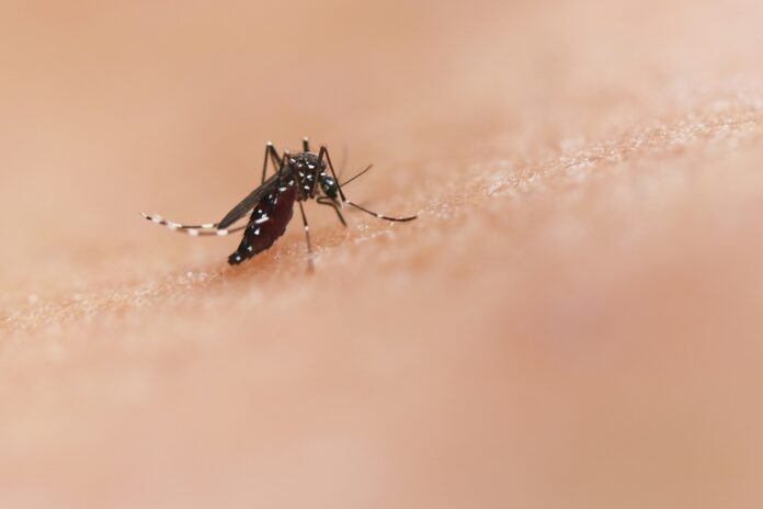 Mosquito, foto national-institute-of-allergy-and-infectious-diseases-unsplash