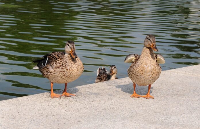 anselmo7511-ducks Ptici, foto anselmo7511-ducks