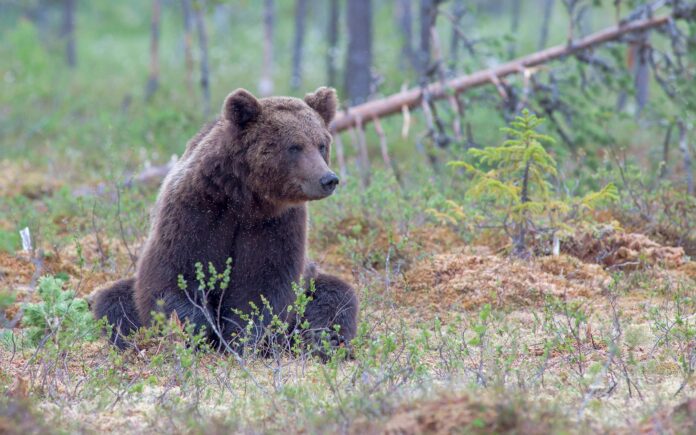 kafeava mecka za prebrojuvanje na vidot- foto piksabej